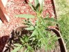 100_0713.jpg