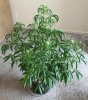 sativa.jpg