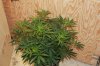 Plant 3-1.jpg