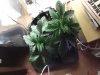 DSCF0746.JPG