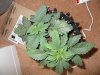 DSCF0749.JPG