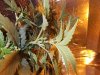 DSCF0788.JPG