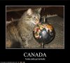 funny-pictures-cat-likes-how-canada-tastes.jpg