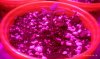 partycup016.jpg partycup016.jpg