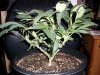 100_0726.jpg