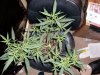 100_0731.jpg