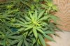 Plant 3 Close Up.jpg