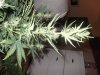 DSCF0946.JPG
