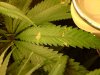 Plant B.jpg