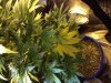 IMG_0243.jpg
