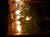DSCN0468.jpg