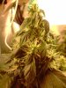 Plant B-1.jpg Plant B-1.jpg