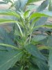 eddis plant 3.jpeg