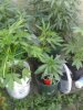 eddies plants 1.jpeg
