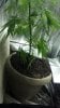 size of the pot.jpg size of the pot.jpg