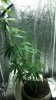 tied down plant.jpg tied down plant.jpg