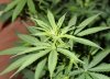 Plant 3 Close Up.jpg