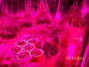 Grow 3 f 003.jpg