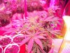 Grow 3 f 010.jpg