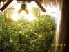 Next Grow Q 004.jpg