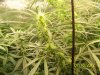 Next Grow Q 006.jpg