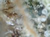 botrytis2..jpg