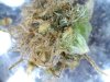 botrytis1..jpg