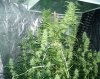 grow7_week7_2.jpg grow7_week7_2.jpg