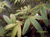 july 11 2012 024.jpg