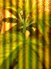 IMG_1095.jpg