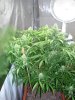 DSC00886.jpg