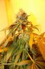 rot-IMG_1448.jpg