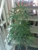 Plant 1B.jpg