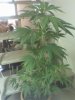 Plant 1A.jpg