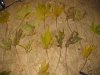 Plants 021.jpg