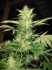 Plants 018.jpg
