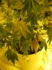 Plants 008.jpg