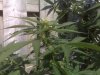 Sept 3 bud.jpg