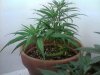 LST Sativa.jpg