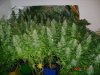 DSC00395.jpg