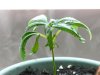 Day 23 Neem Burn.jpg