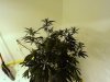 DSC00434.jpg