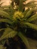 dvs1038-298829-albums-new-grow-picture2251741-2012-07-09-22-29.jpg