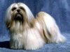 lhasa-apso-dogs-funnies-picture-11.jpg