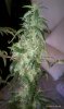 thegrow0238.jpg