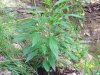 Secret Garden 4 015.jpg