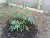 IMG_20120712_091305.jpg