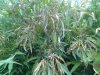 deadleaves#1.jpg deadleaves#1.jpg