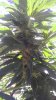 IMAG0495.jpg IMAG0495.jpg