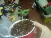 auto flower.jpg